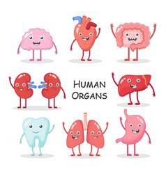 Human Organs Collection Cartoon Character Design