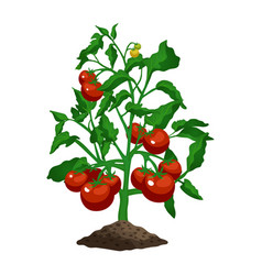 Tomato Plant Vector Images (over 16,000)