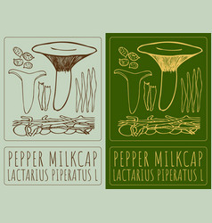 Drawing Pepper Milkcap Hand Drawn