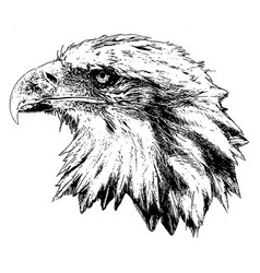 Bald Eagle Profile Head