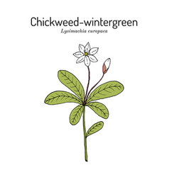 Chickweed-wintergreen Or Arctic Starflower