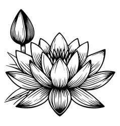 Waterlily Coloring Pages Waterlily Sketch