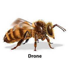 Drone Bee