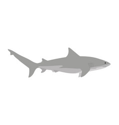 Carcharhinus Leucas - Bull Shark - Side View