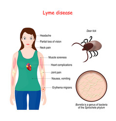 Lyme Disease