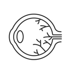 Eye Anatomy Linear Icon