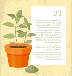 Sage Banner Of Plant In Pot