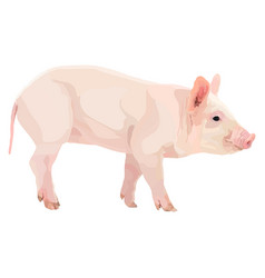 Realistic Pig Icon On A White Background Farm