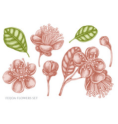 Set Hand Drawn Pastel Feijoa Flowers