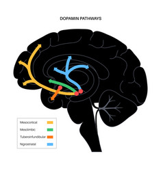 Dopamine Pathway Concept