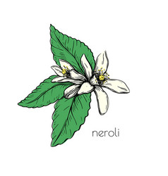 Neroli Flower Leaves Sketch On White Background