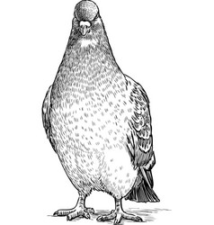 Sketch An Angry Pigeon