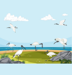 Australian White Ibis Group In Wetland Landscape