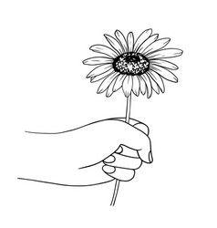 Hand Holding A Chamomile Flowers In The