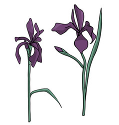 Set Irises Delicate And Refined Flowers