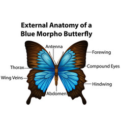 External Anatomy A Blue Morpho Butterfly