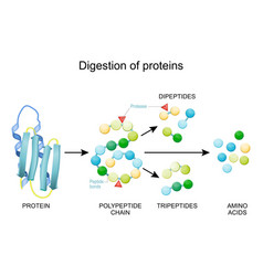 Protein Digestion Enzymes