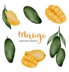 Mango In Fruit Watercolor Collection Flat