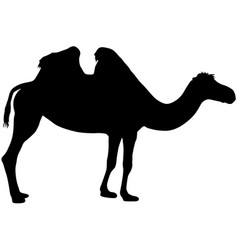 Silhouette Of The Camel On A White Background