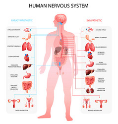 Nervous System Realistic Chart