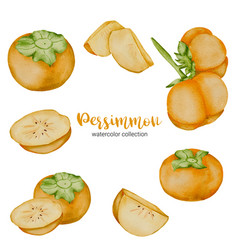 Persimmon In Fruit Watercolor Collection Flat