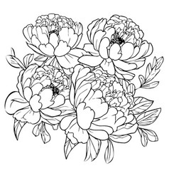 Scientific Peony Botanical