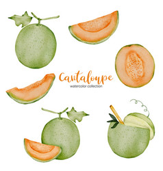 Cantaloupe In Fruit Watercolor Collection Flat