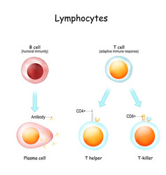 Lymphocytes B Cell And T-cell