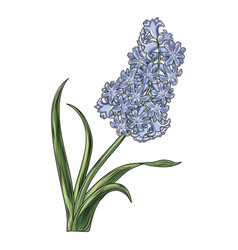 Blue Hyacinth Flower