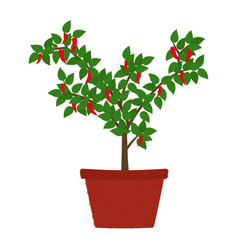 Chilli Pepper Tree In Vase