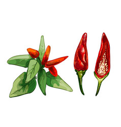 Branch Of Tabasco Pepper With Leaf And Fetus