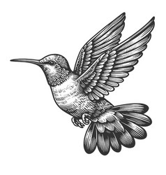 Hummingbird In Flight Engraving Sketch