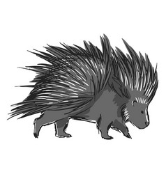 Cute Walking Porcupine