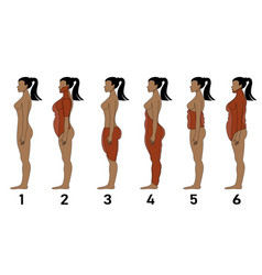 Female Body Types