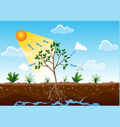 Photosynthesis Process Tree Produce Oxygen Using