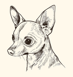 Portrait Of Cute Small Dog