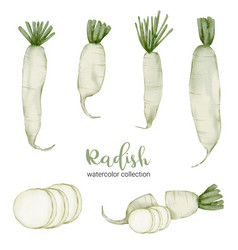 Radish In Watercolor Collection Flat On White