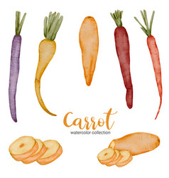 Carrot In Watercolor Collection Flat On White