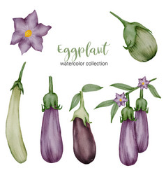 Eggplant In Watercolor Collection Flat On White