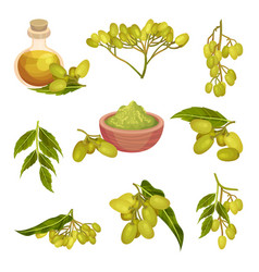 Neem Plant With Leafy Branches And Fruits