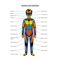 Human Muscular System