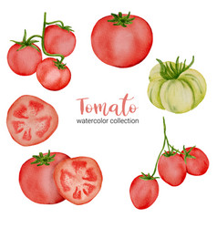 Tomato In Watercolor Collection Flat On White