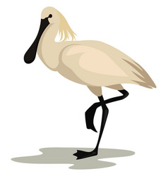 White Spoonbill On Background