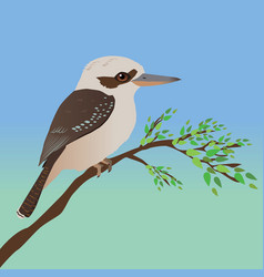 Kookaburra