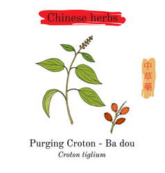 Medicinal Herbs Of China Purging Croton