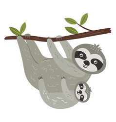 Sloth Mom And Baby Hanging On Tree Branch