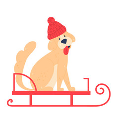 Christmas Dog Celebrate On Sled Home