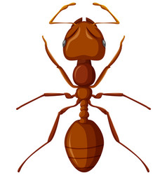 Fire Ant Isolated On White Background