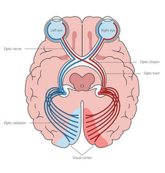 Optic Nerves In Brain Structure Medical Science