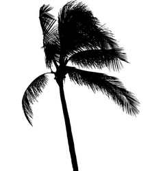 Coconut Palm Tree Silhouette